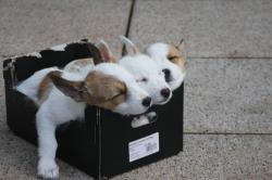 睡在箱子里的三只可爱小狗