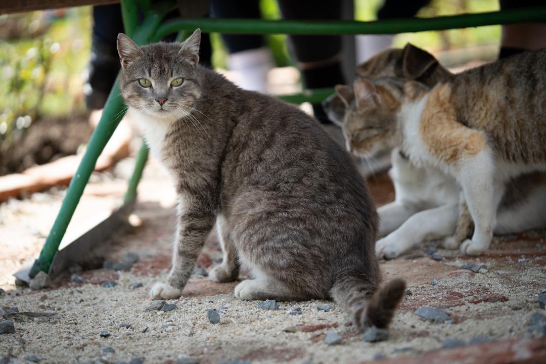 阴影下乘凉的狸花猫 高清图片素材 北极熊素材库