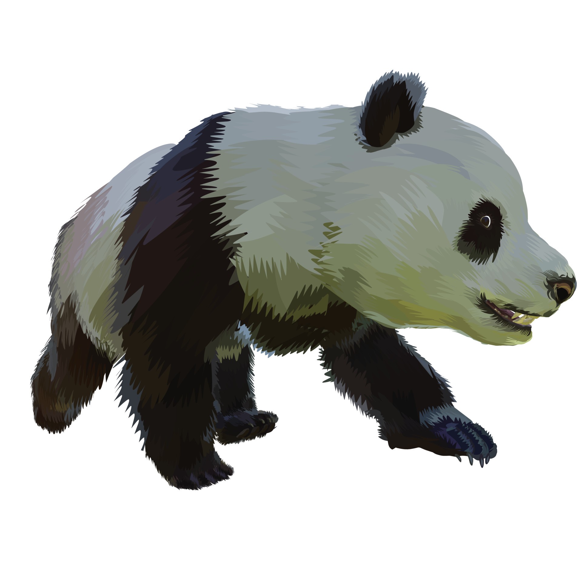 大熊猫手绘插画0