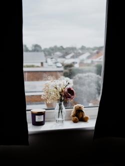 窗台上的花与玩偶熊图片素材,高清图片素材
