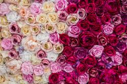 美丽玫瑰花朵壁纸