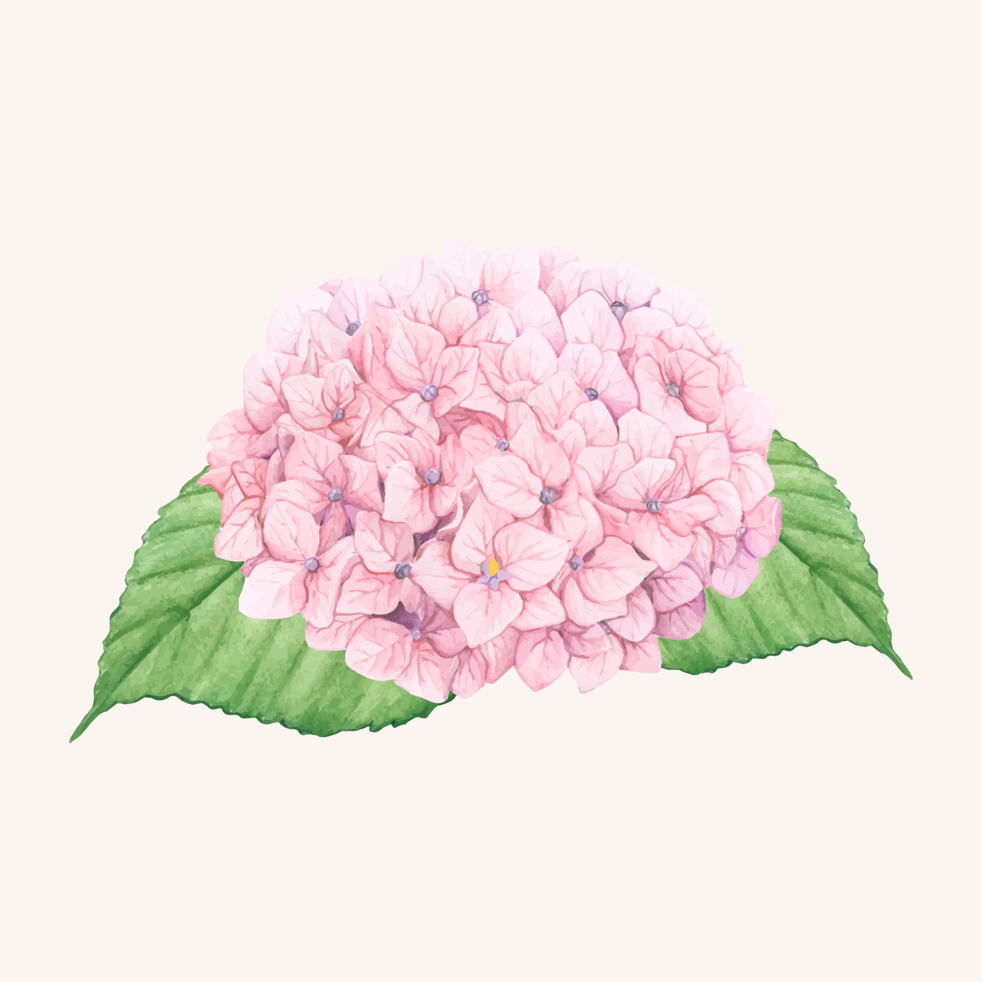 粉色绣球花插图0