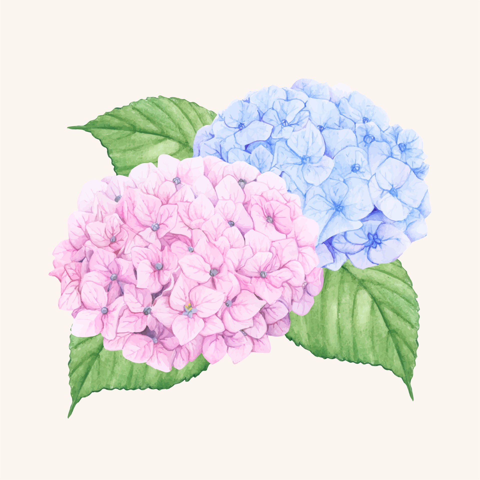 蓝色与粉色绣球花插图0