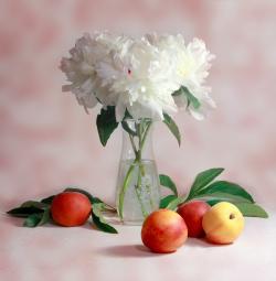 桃子与白色芍药花图片素材,高清图片素材