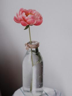 玻璃花瓶里的芍药花图片素材,高清图片素材