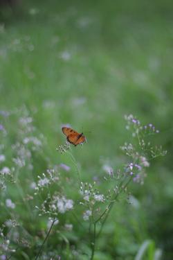 草丛里飞舞的蝴蝶