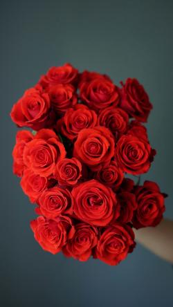 一大束红玫瑰图片素材,高清图片素材