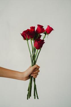 情人节红玫瑰图片素材,高清图片素材