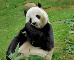 正在吃竹子的熊猫