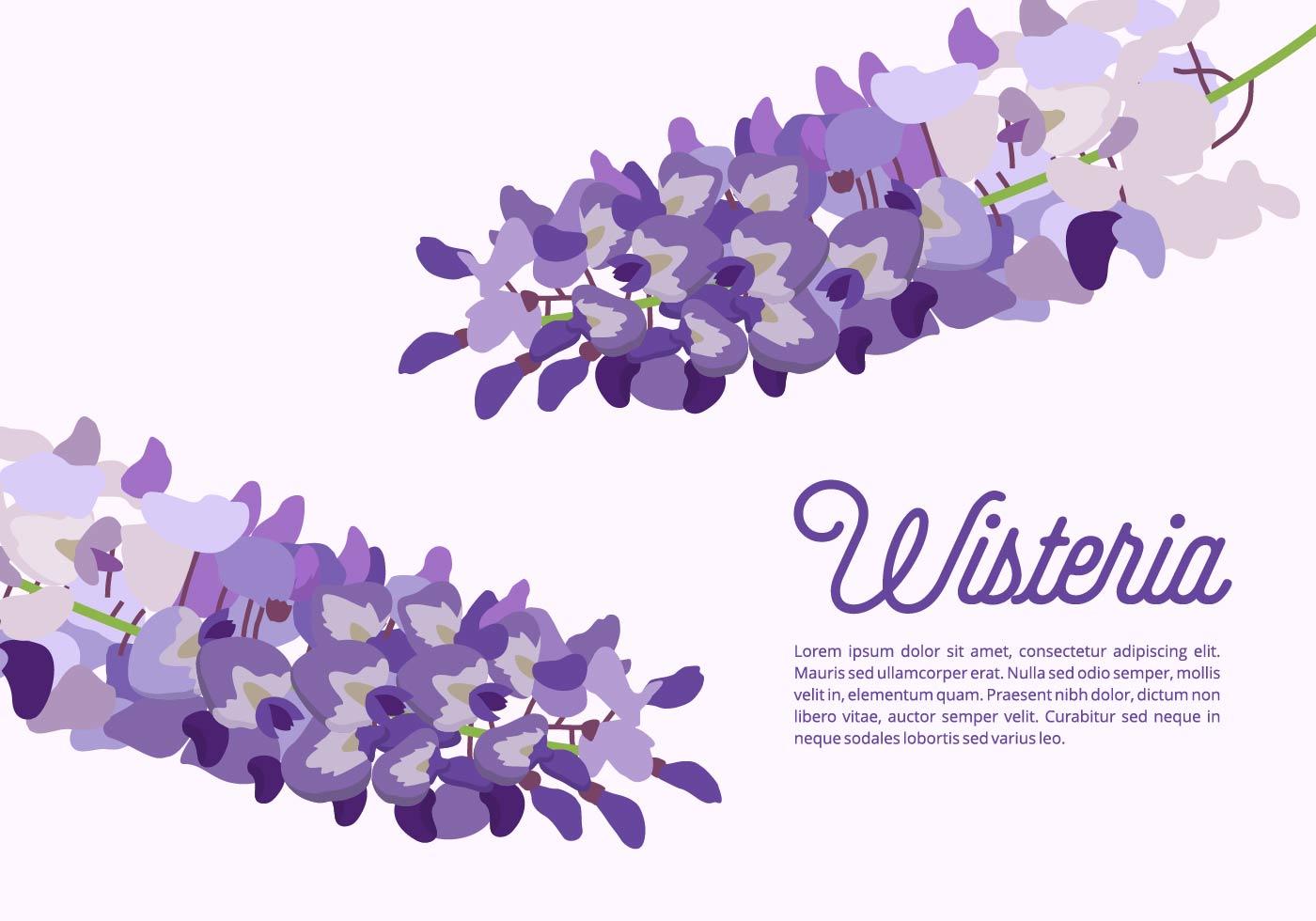 两枝紫藤萝花插图0
