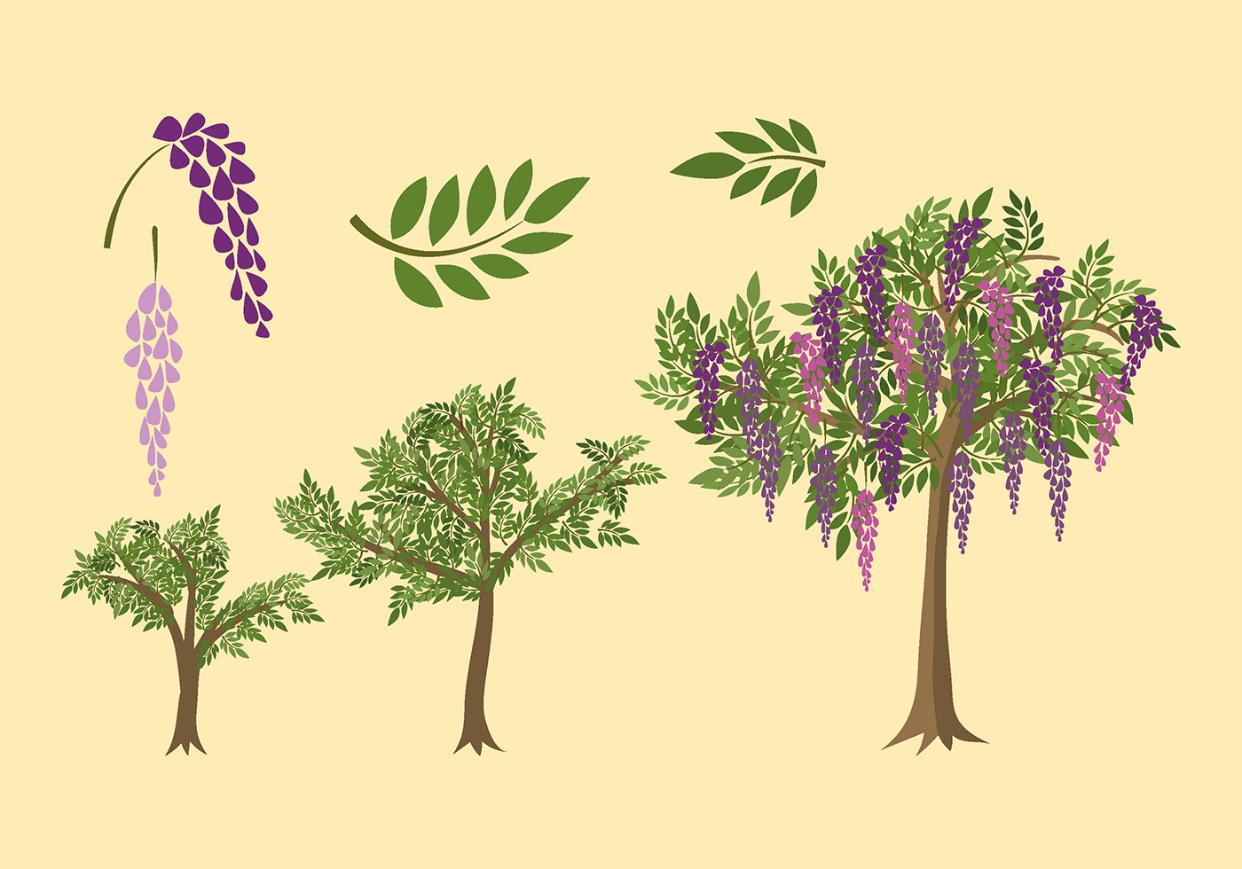 紫藤萝植物插图0