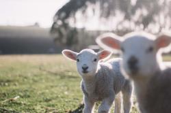两只可爱的小羊