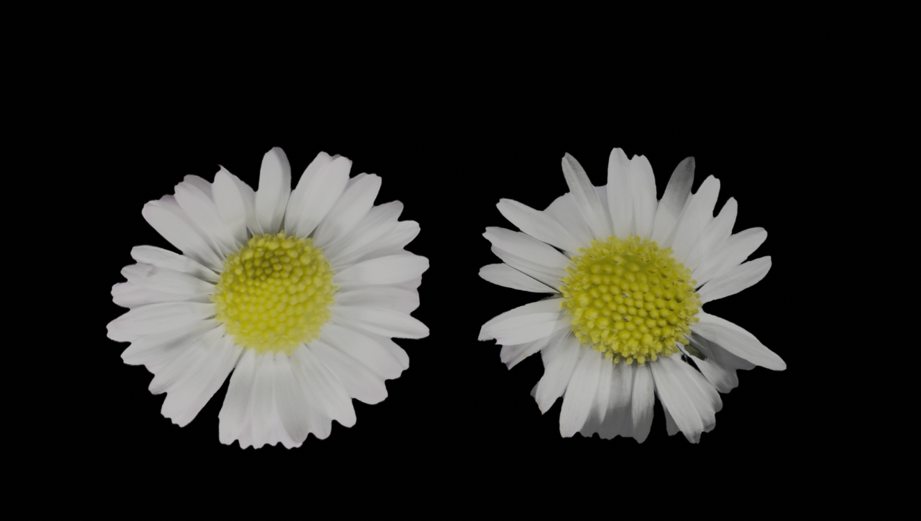 雏菊花朵3d模型1