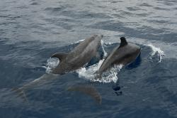 水中的两只海豚