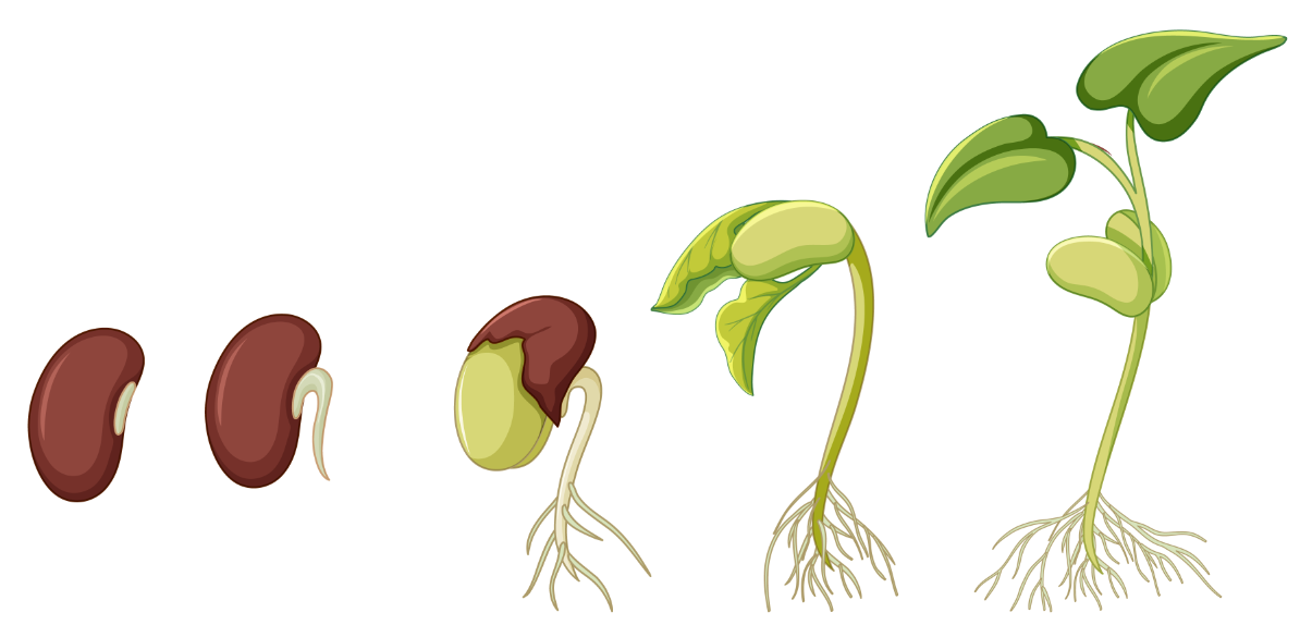 豆子发芽过程插画0