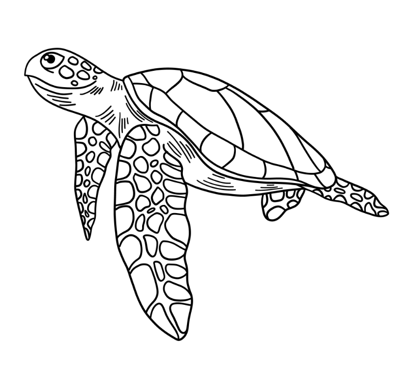 卡通海龟简笔画0