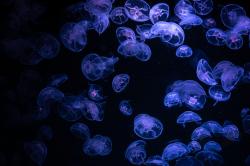 海底发着蓝光的水母