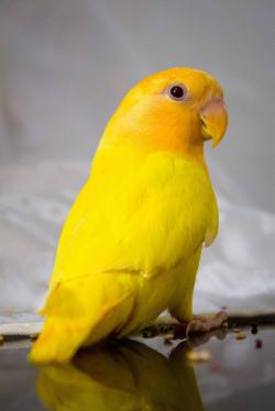 黄色的小鹦鹉