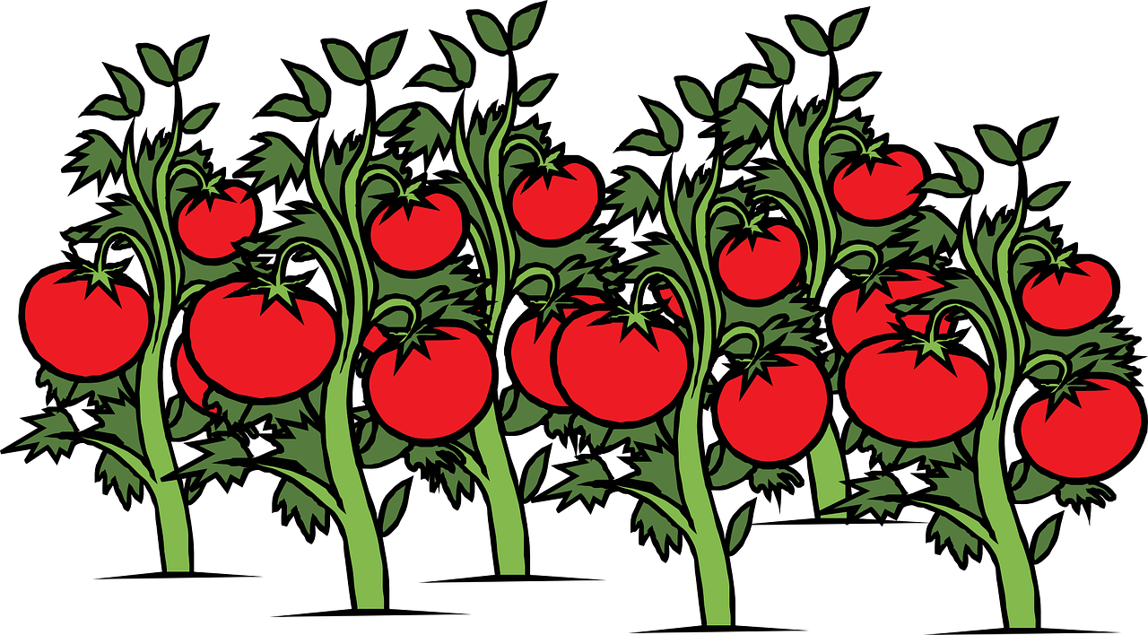创意番茄树林插图0