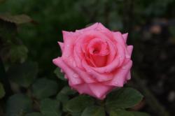 一朵盛开的粉玫瑰图片素材,高清图片素材