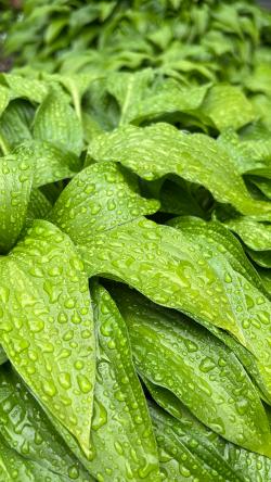 雨后的植物叶片