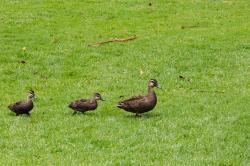 草坪上的鸭妈妈和小鸭子