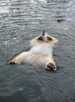 仰躺在水中的北极熊