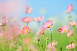 盛开的粉色鲜花图片素材,高清图片素材