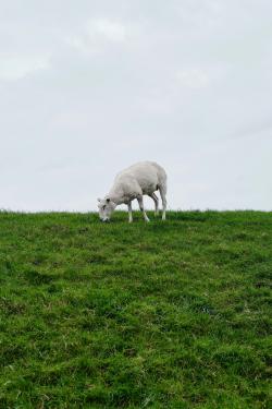 草地上低头吃草的小羊图片素材,高清图片素材