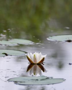 水面的白色睡莲