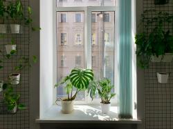 窗台上的绿色盆栽图片素材,高清图片素材