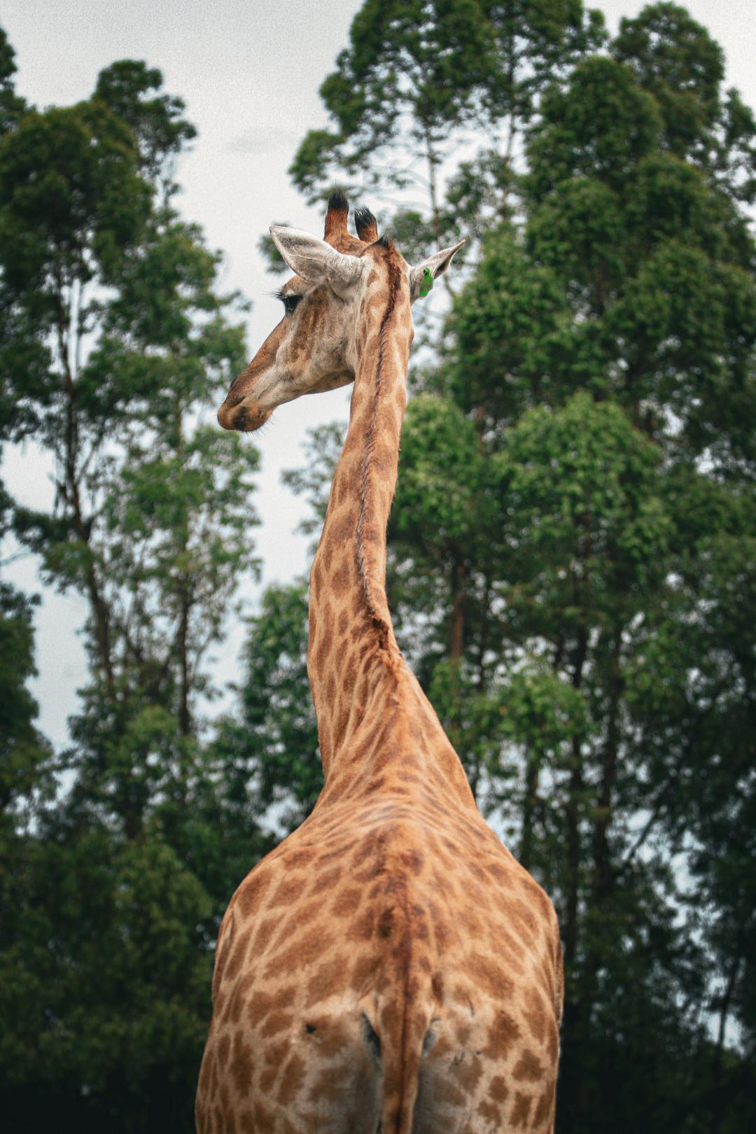 长颈鹿 免费图片 - Public Domain Pictures