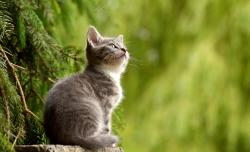 望向远方的猫咪图片素材,高清图片素材