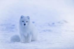 冬季雪地里的北极狐图片素材,高清图片素材