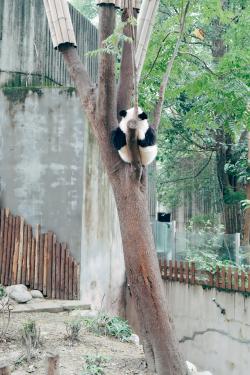 树杈上的大熊猫幼崽