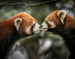 两只小熊猫亲吻图片素材,高清图片素材