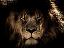 森林之王狮子图片素材,高清图片素材