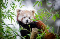 竹子与小熊猫高清壁纸图片素材,高清图片素材