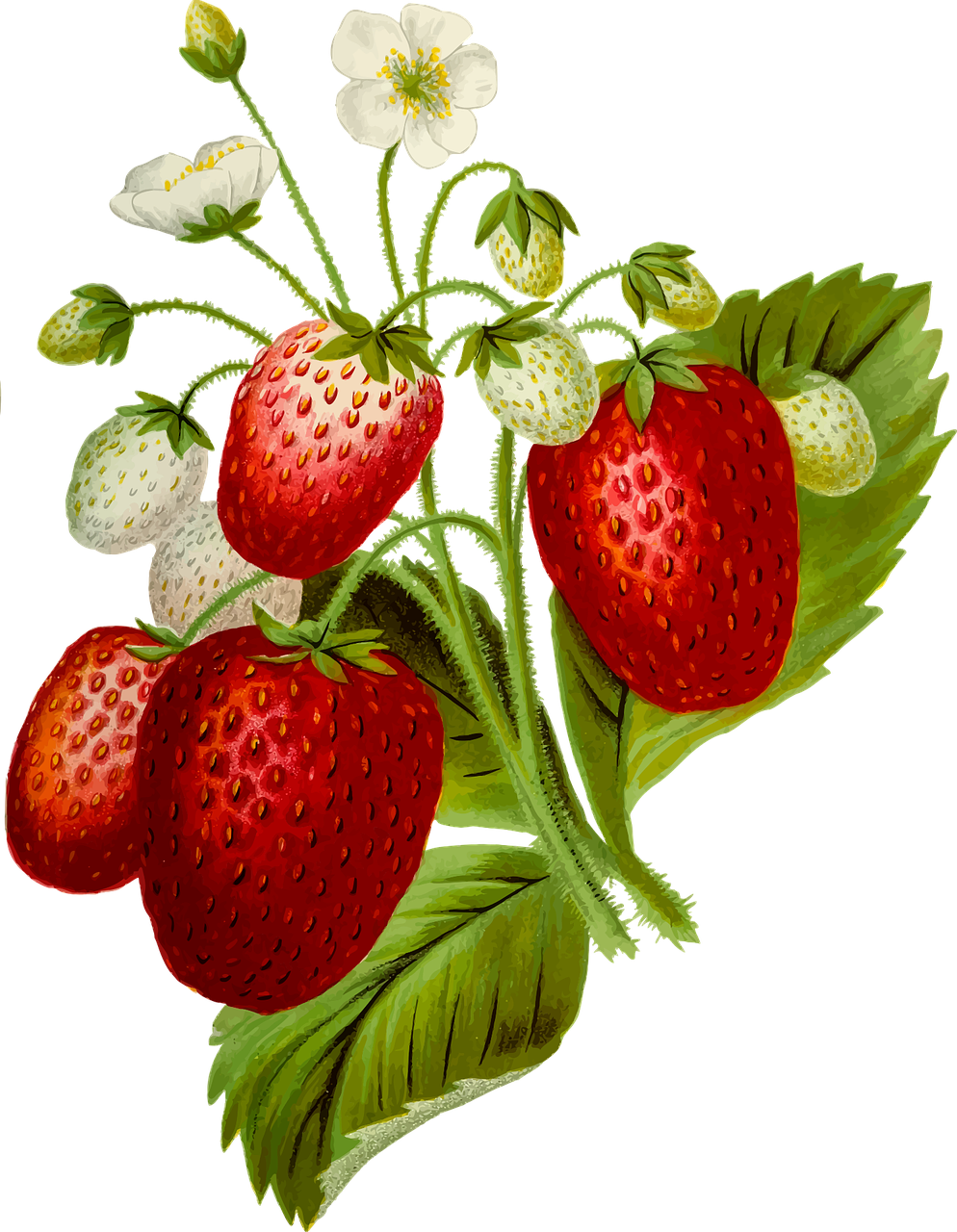 一束草莓水果插图0