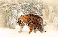 雪地里的老虎母子图片素材,高清图片素材