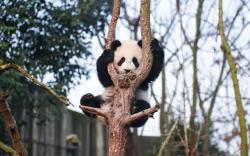 挂在树上的大熊猫高清桌面壁纸图片素材,高清图片素材