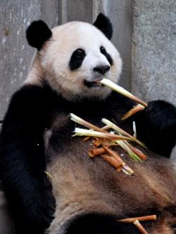 吃竹笋的大熊猫图片素材,高清图片素材