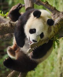 挂着的大熊猫高清手机壁纸图片素材,高清图片素材