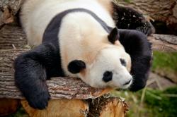 趴在木头上的大熊猫图片素材,高清图片素材