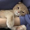 锋