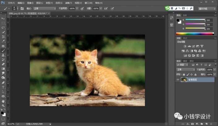 Photoshop抠取猫咪的毛发操作实例